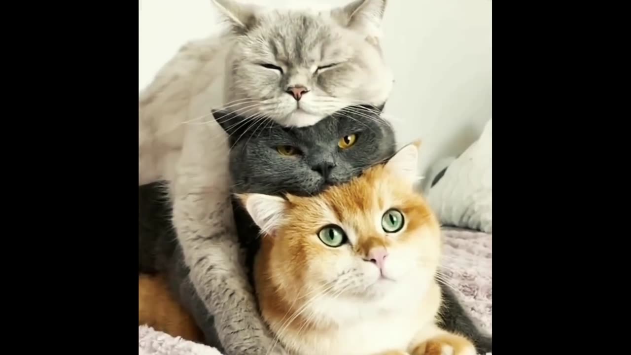 Top Rumble🔥 Funny Animals 🐶🐯🐵 # 6