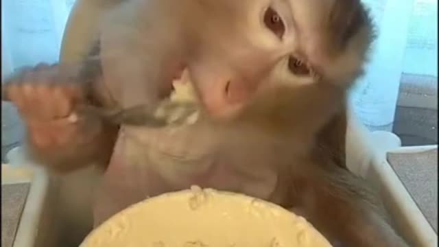 Monkey having a good time