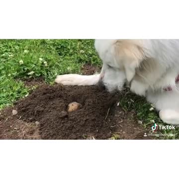Gopher Pops Out Of Hole To Give Doggy A Kiss