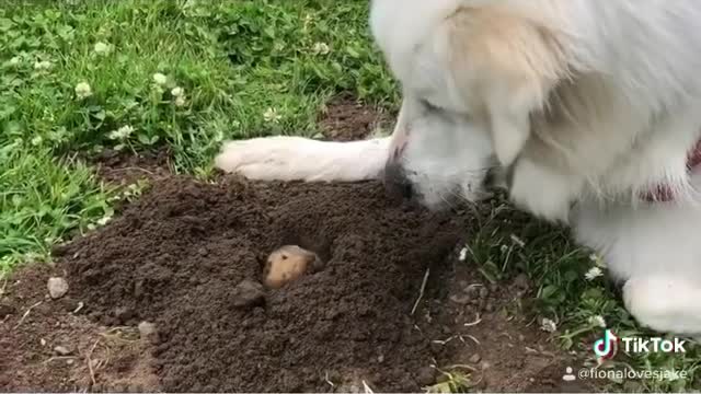 Gopher Pops Out Of Hole To Give Doggy A Kiss