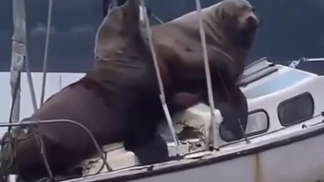 OMG THEY ARE HUGE 😱🦭