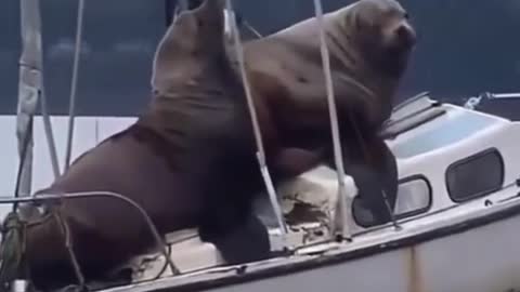 OMG THEY ARE HUGE 😱🦭