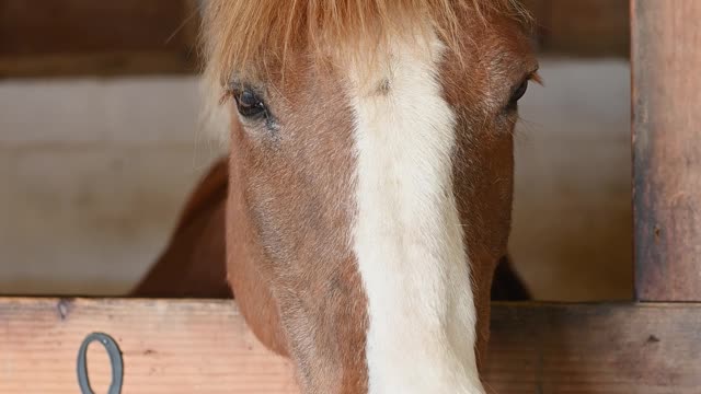 Fuel Up a Horse