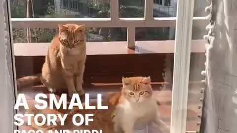 Coofy tails cat 🐈 viral