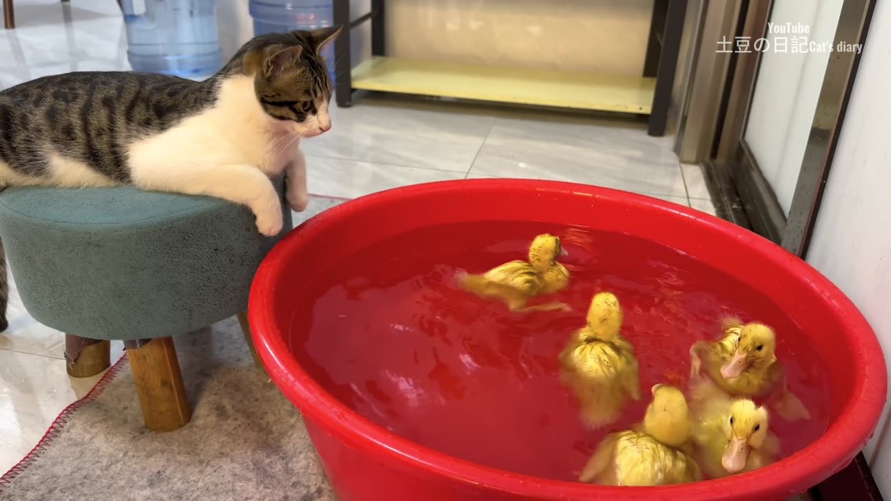 This kitty is the world's favorite cat to watch ducklings swim 😅🐈🐥 cute and funny animal videos