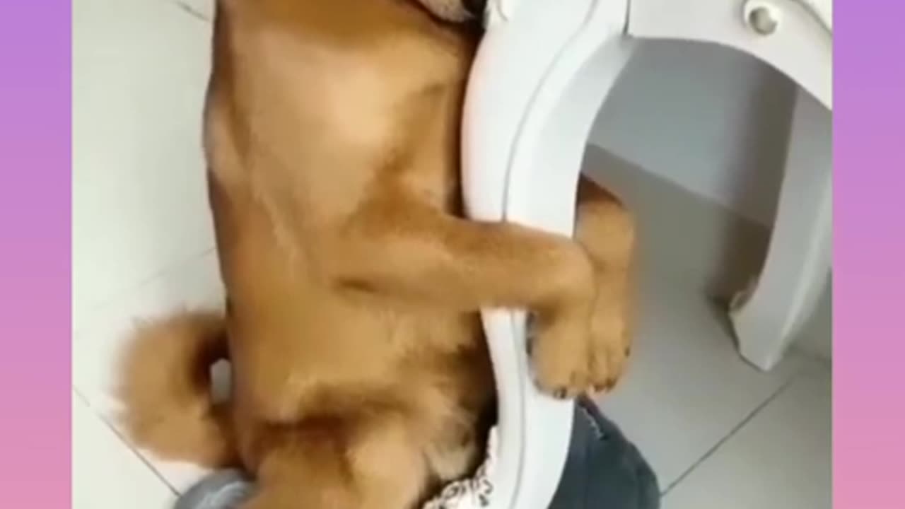 Funny Dog