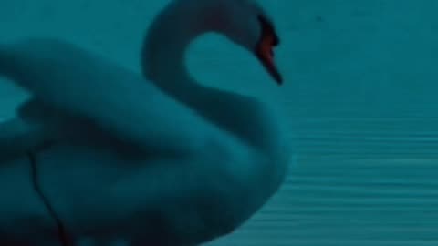 Swan in lake