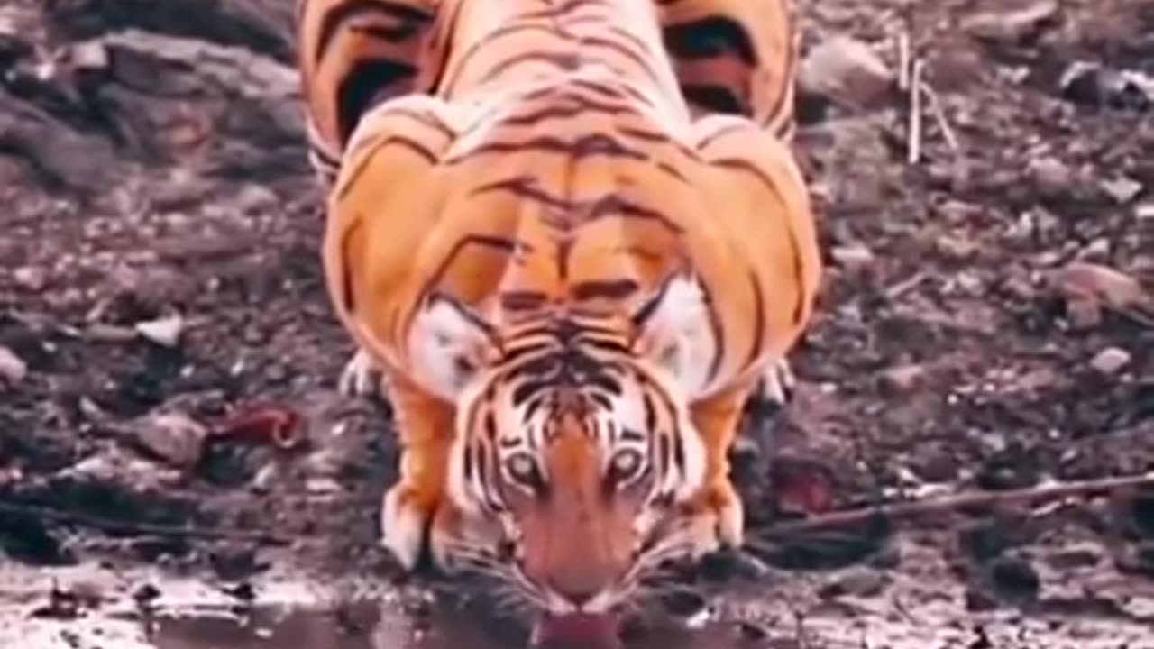 ANIMAL LIFE BWST ANIMAL LIFE VIDEO MUST WATCH THIS