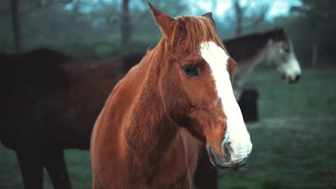 Horses run. Animal World