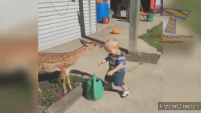 Animal never fail to make us laugh, best funny animals activities