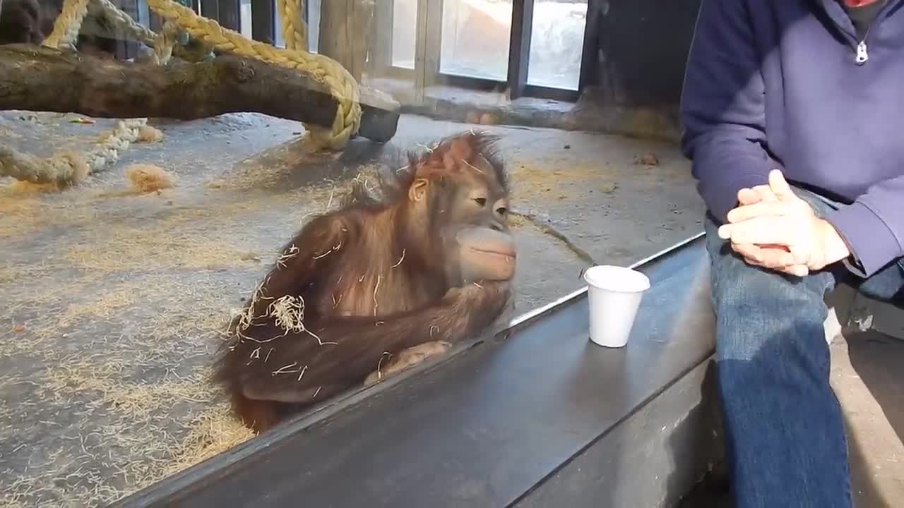 Cute Monkey has a Hilarious Reaction to Magic Trick