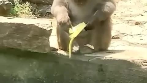 Cute funny animal videos