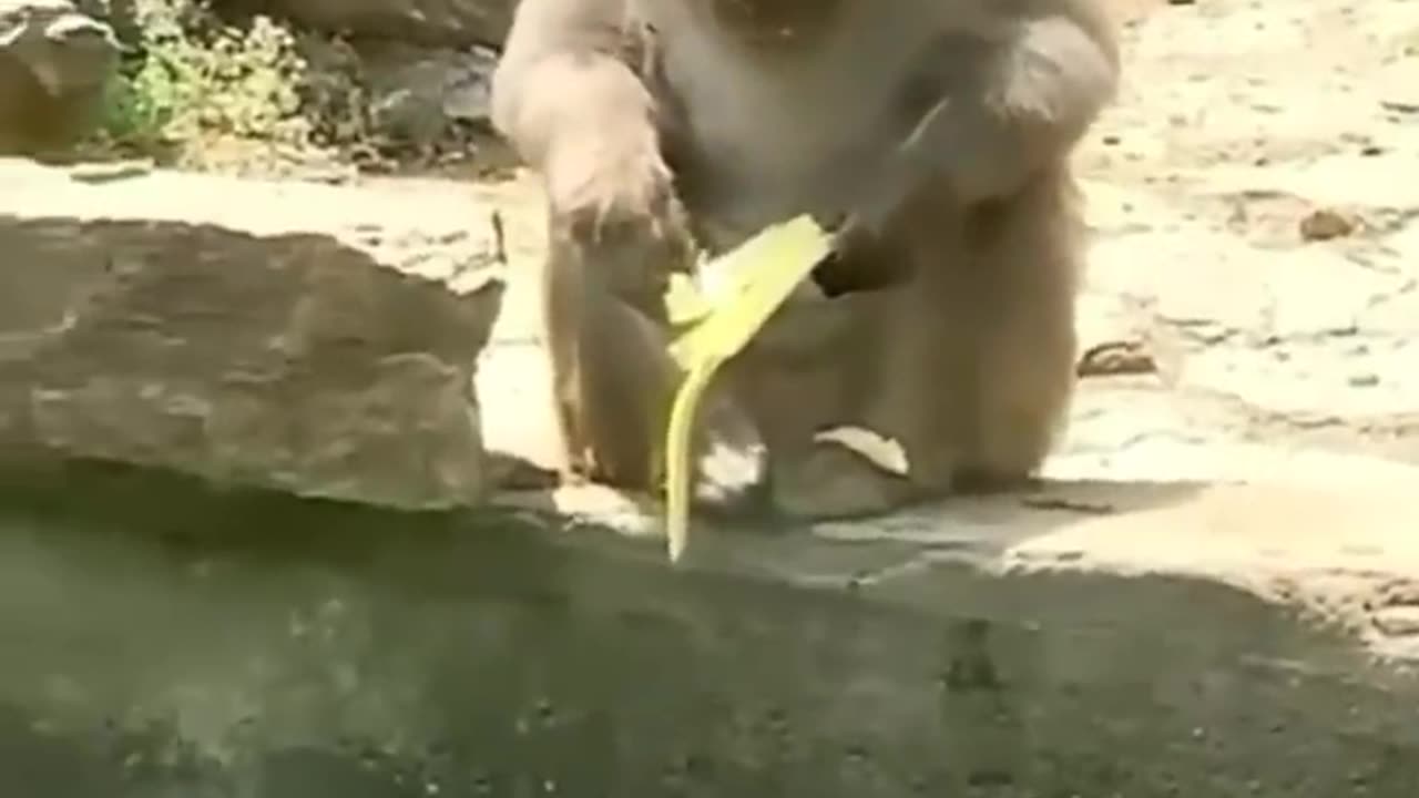 Cute funny animal videos