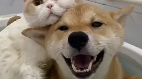 dog cat funny animals 😄