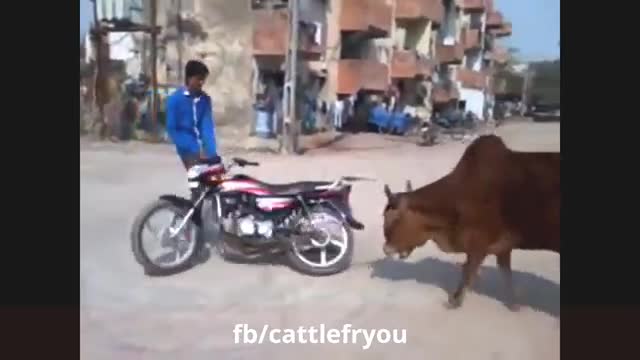 Funny Animals Video