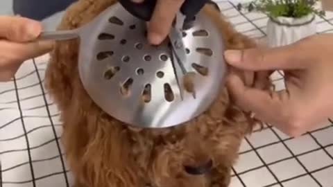 Cute and funny Dog 75