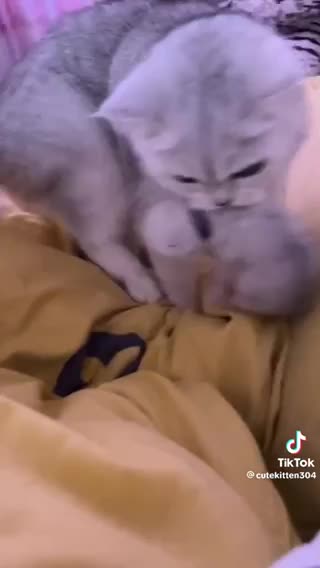 Mama cat protect a baby