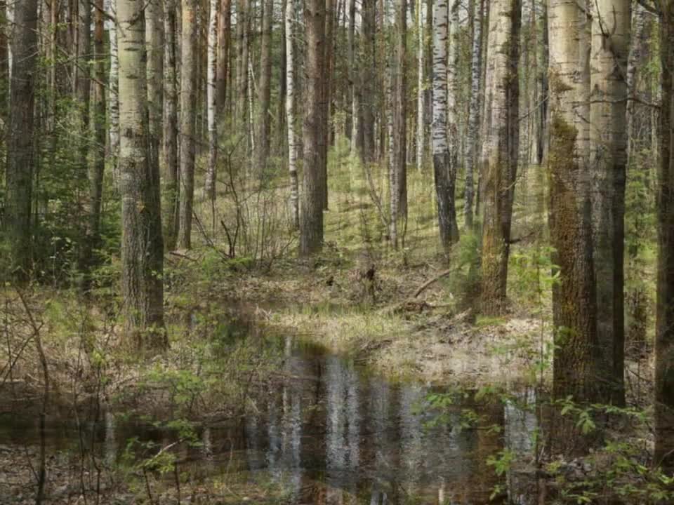 "ТРАВУШКА-МУРАВУШКА"... (Фото Галины Кан (Томск) - Русский Народный Оркестр им. Осипова)