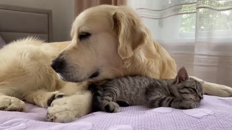 Golden Retriever and Baby Kitten Become Friendslovely