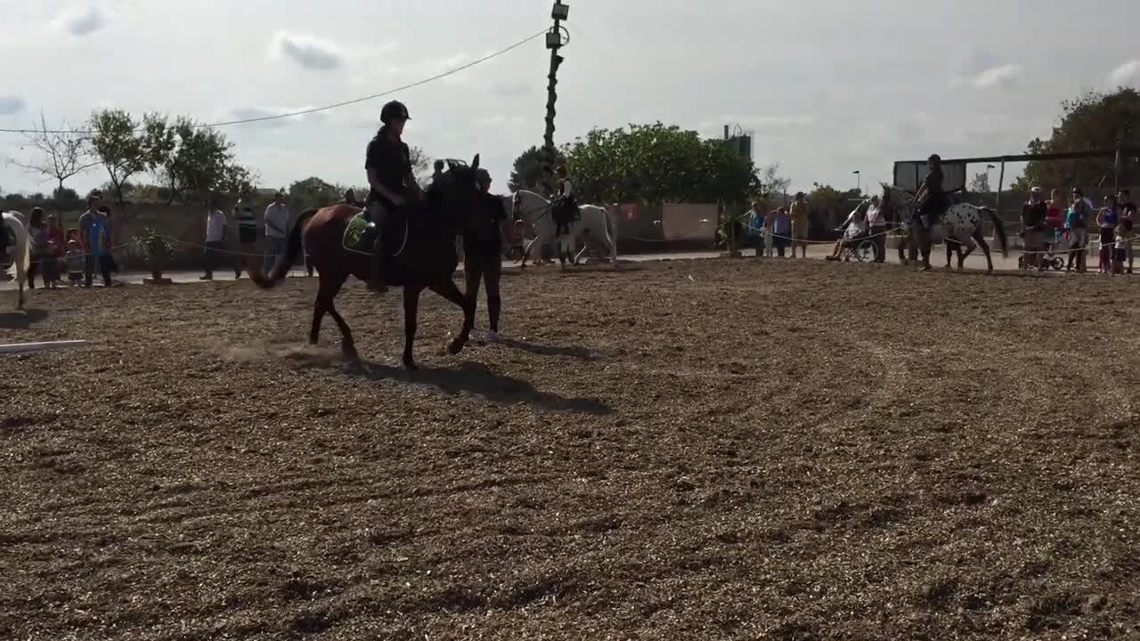 Alcudia Majorca Festival Horse show Spanish Horses 🐎 Absoulte Beauty’s Best horses in the 🌎