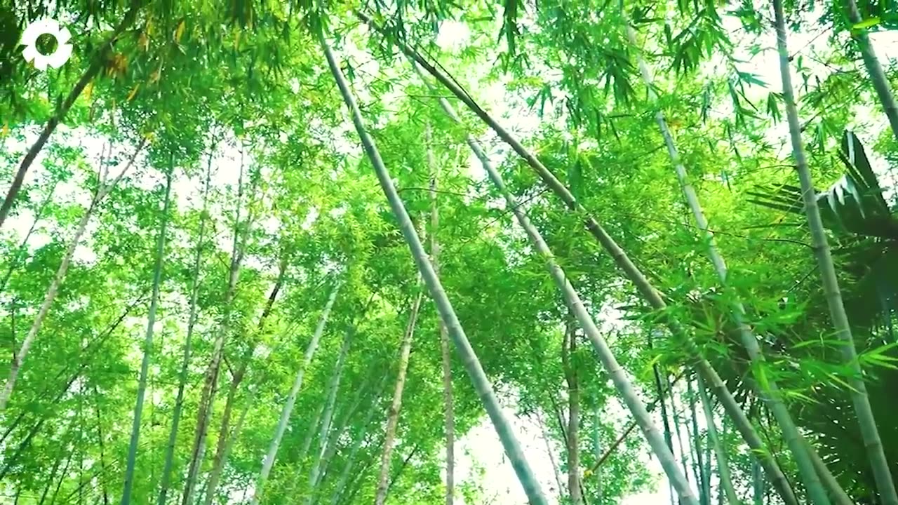 Bamboo Harvesting and Manufacturing in a $100 Billion Industry - Agricultural Technology