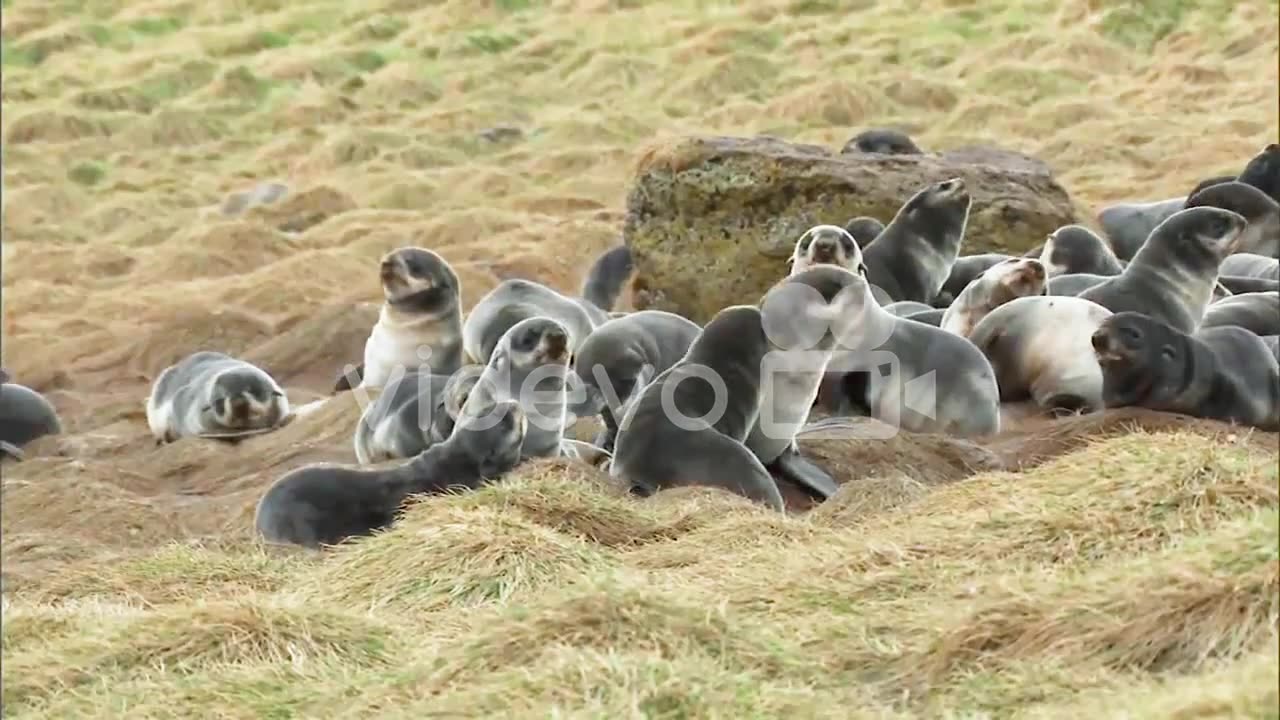 Northern Fur Seal Cubs Socializing