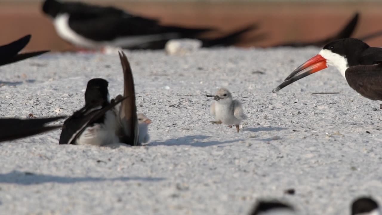 Spunky Two-Day-Old Black Skimmer Chick Tries to Fly