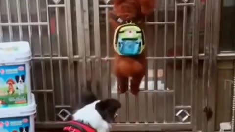 Funny dog video