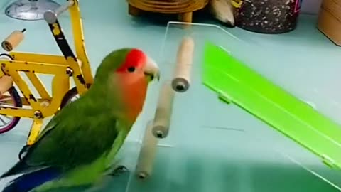 Artistic parrot