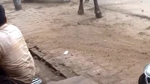 Bull fight