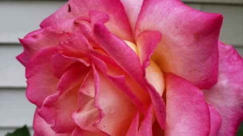 Flowers Are Lovely