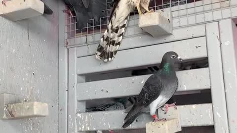Every pigeon fancier nightmare 😭