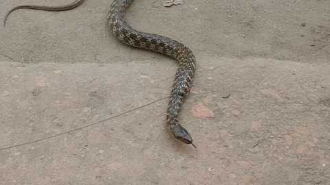 A Snake Caught on Street