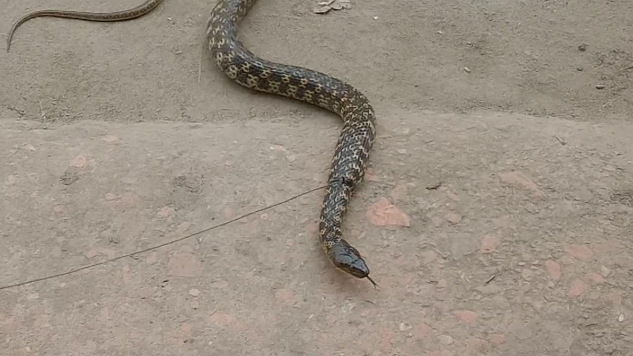 A Snake Caught on Street