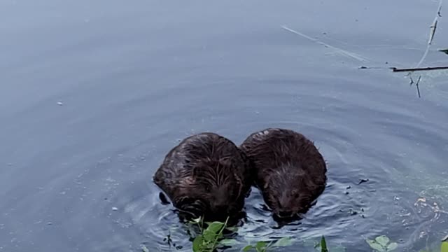 A happy pair of beavers eating leaves look lovely