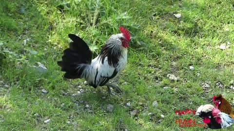roosters crowing compilation with 15 different breeds