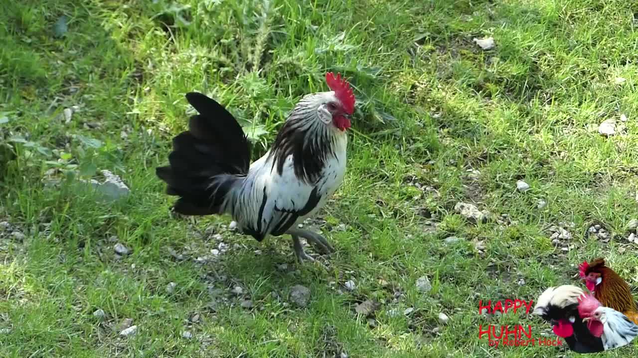 roosters crowing compilation with 15 different breeds