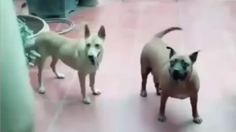 Funny dog fighting🤯😂