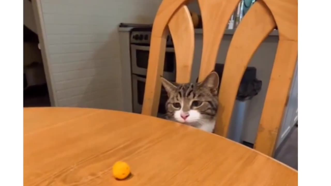 Cat want to play