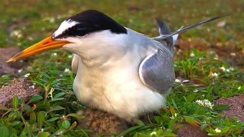 Sweet birds nature