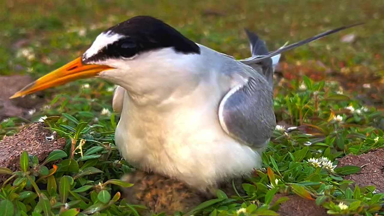 Sweet birds nature