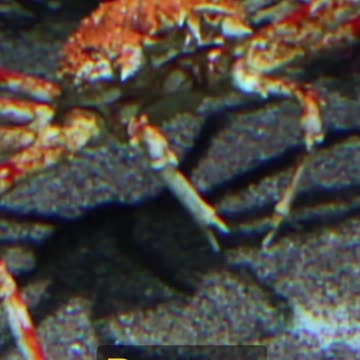 Shrimpin' Ain't Easy - Weird AI Prompt 55