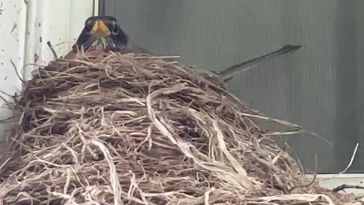 bird sitting in nest
