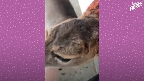 Fawn Comes To Lady's Door Every Morning | The Dodo Little But Fierce
