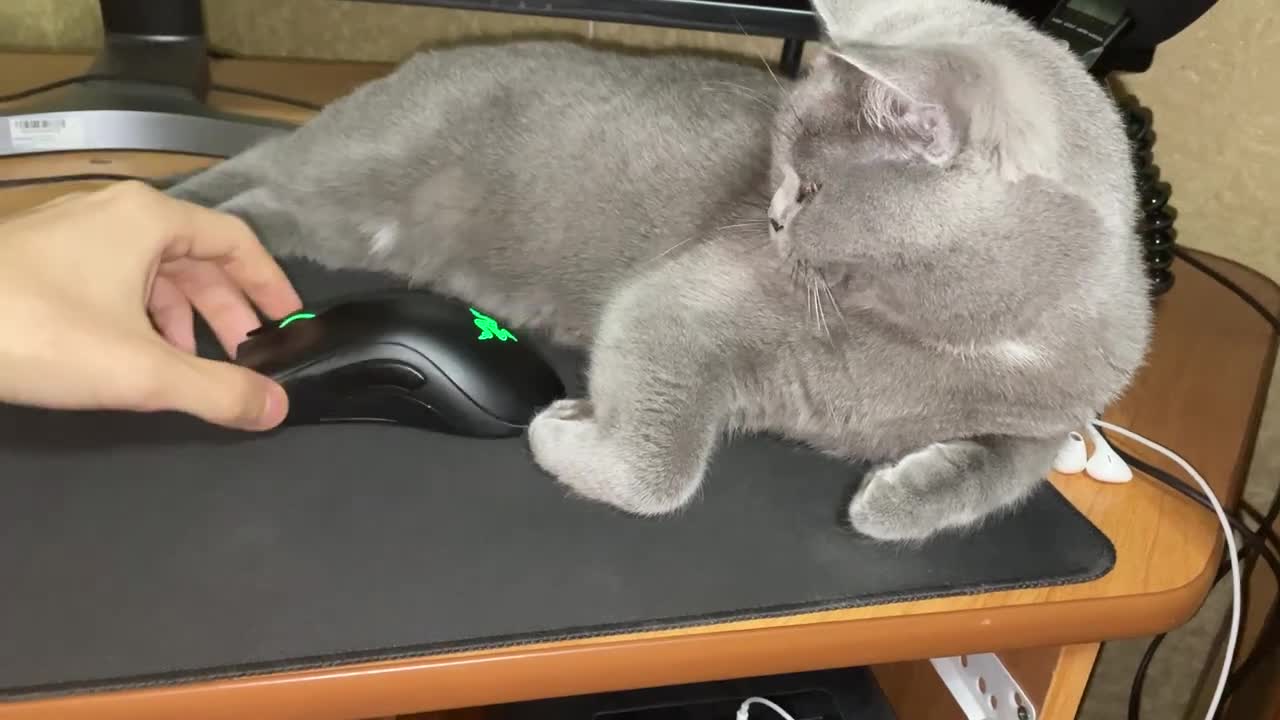 A Computer Mouse Tries to Arouse a Cat's Hunting Instinct for 45 Seconds