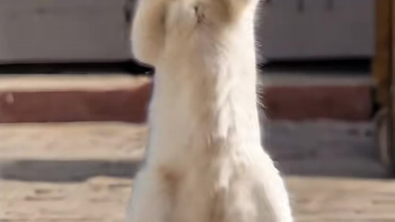 Cute cat dance