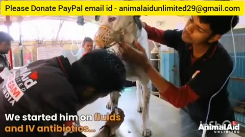 Please donate animalaidunlimited29@gmail.com