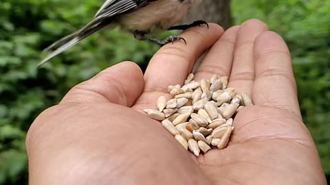 Feed the birds