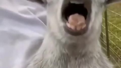 Funniest Animals Reels