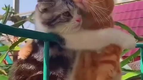 Funny cat video